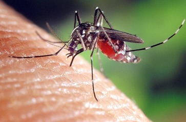 Lutte écologique contre les moustiques