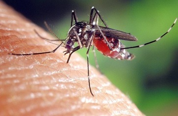 1397 - Lutte écologique contre les moustiques