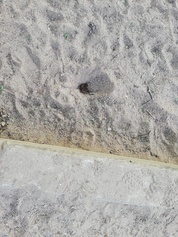Clotûrer les bacs à sables pour éviter que les enfants jouent dans des crottes de chiens